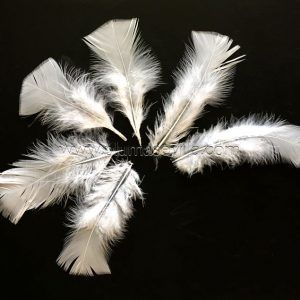 Plumas de pavo pequeño