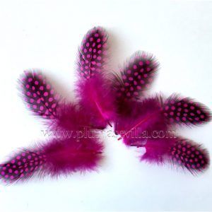 Pluma de guinea