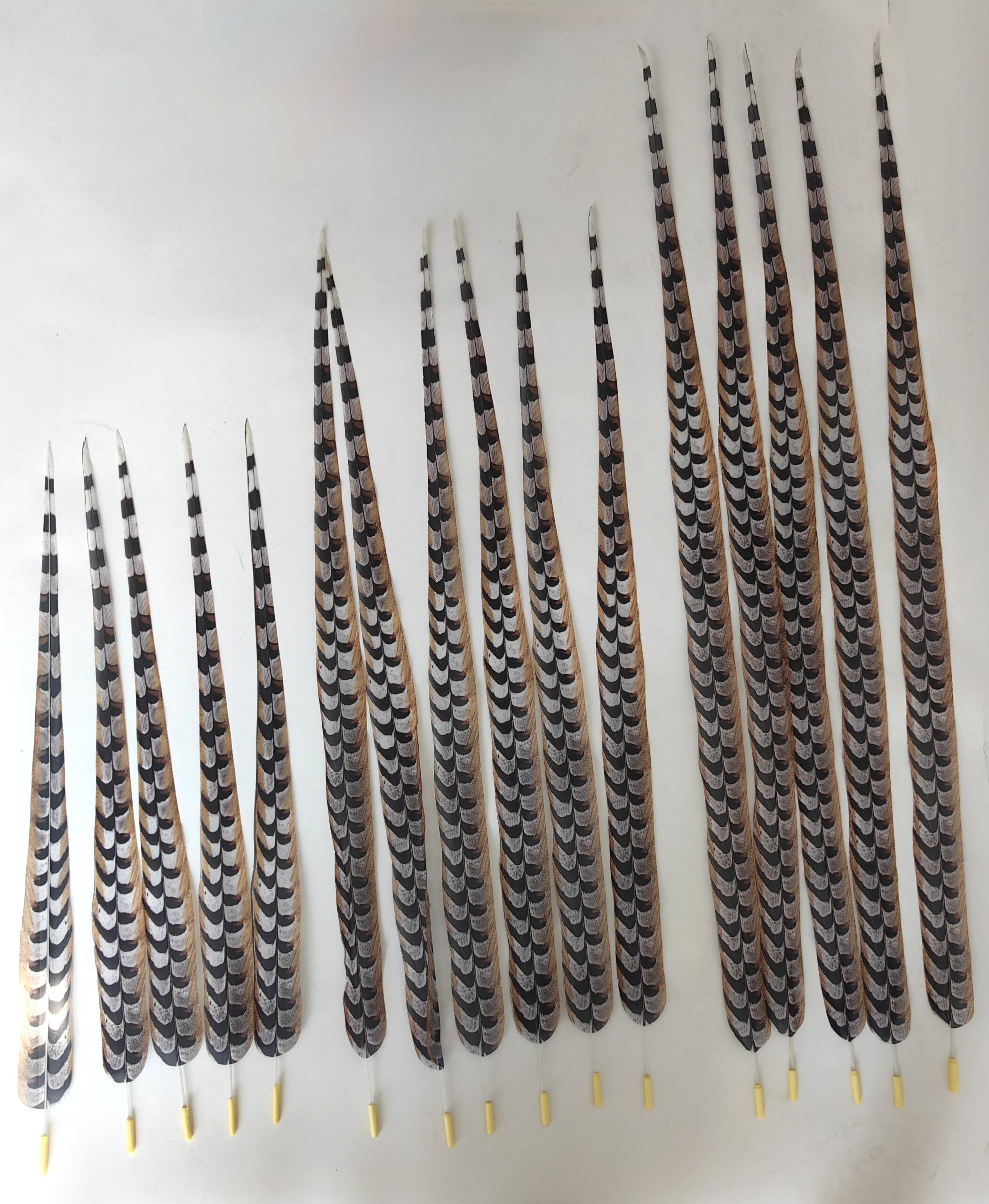 Pluma larga de faisán venerado con su patrón característico de rayas blancas, negras y doradas